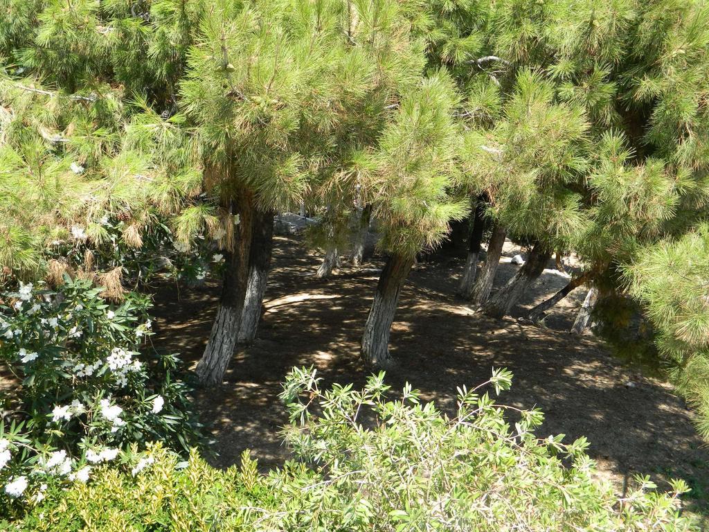 Hotel Glicorisa Beach Pythagorion Dış mekan fotoğraf