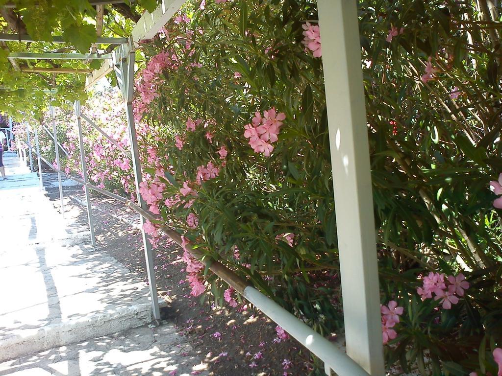 Hotel Glicorisa Beach Pythagorion Dış mekan fotoğraf